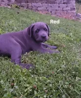 Red, a male Cane Corso for sale in Nashport, OH – 2 of 10