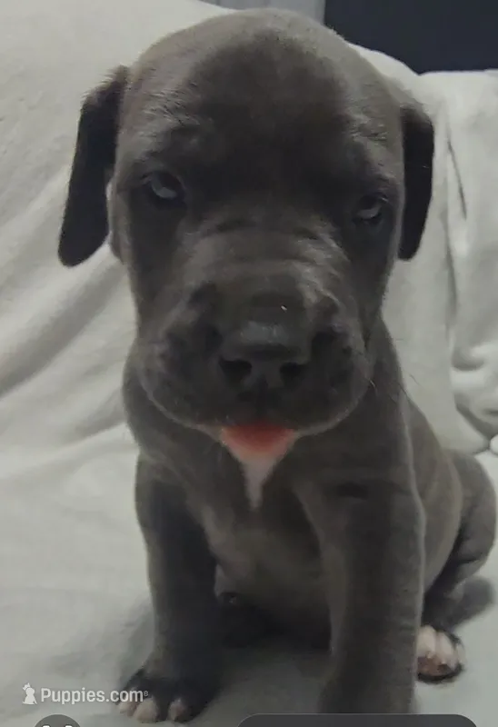 Black – Cane Corso puppy on hold in Nashport, OH