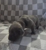 Black, a male Cane Corso for sale in Nashport, OH – 2 of 4