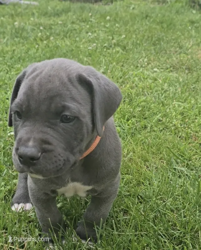Orange – Cane Corso puppy on hold in Nashport, OH