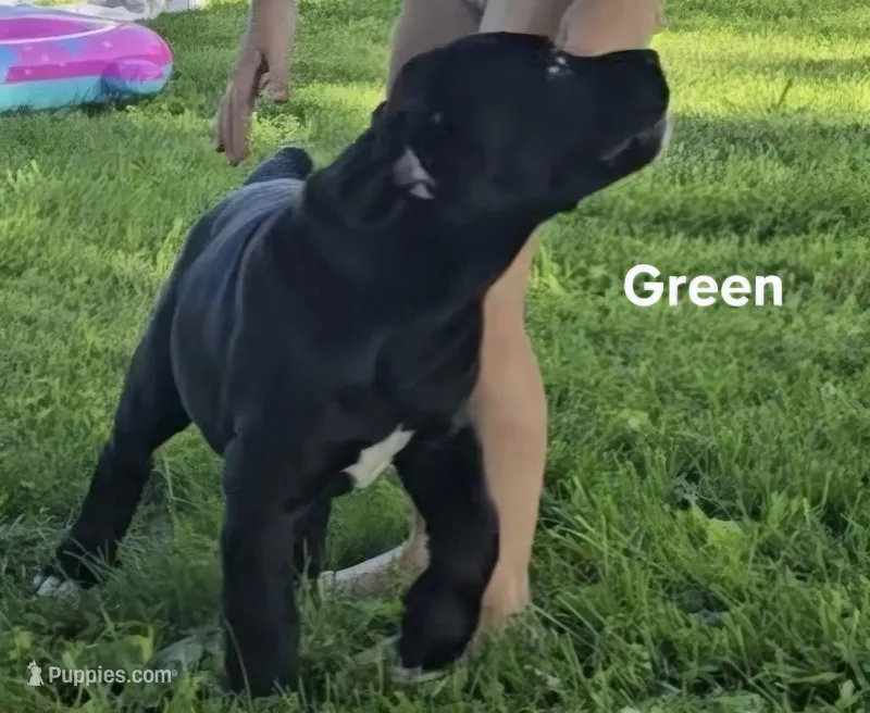 Green – Cane Corso puppy for sale in Nashport, OH