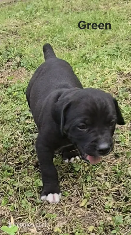 Green – Cane Corso puppy for sale in Nashport, OH