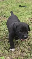 Green, a male Cane Corso for sale in Nashport, OH – 5 of 10