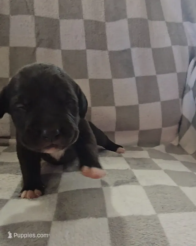Yellow – Cane Corso puppy for sale in Nashport, OH
