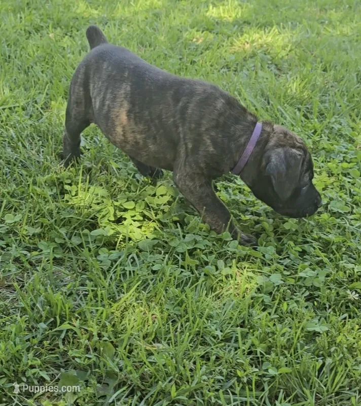 Purple – Cane Corso puppy for sale in Nashport, OH