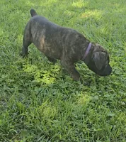Purple, a female Cane Corso for sale in Nashport, OH – 3 of 10