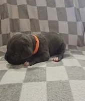 Orange, a male Cane Corso for sale in Nashport, OH – 4 of 4