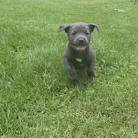 Red, a male Cane Corso for sale in Nashport, OH – 7 of 10