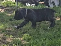 Gray, a male Cane Corso for sale in Nashport, OH – 4 of 9