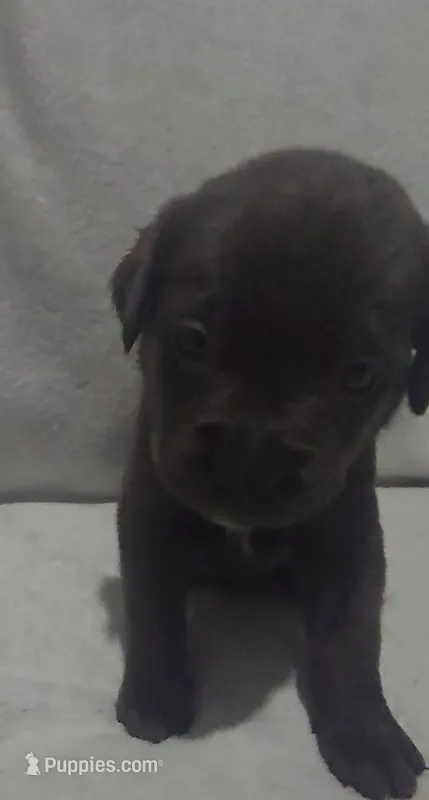 Red – Cane Corso puppy for sale in Nashport, OH