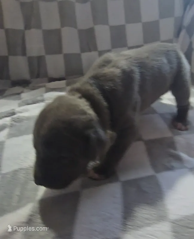 Black – Cane Corso puppy on hold in Nashport, OH