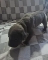 Black, a male Cane Corso for sale in Nashport, OH – 1 of 4