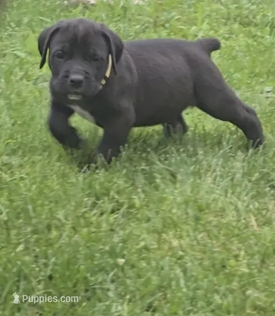 Yellow – Cane Corso puppy for sale in Nashport, OH