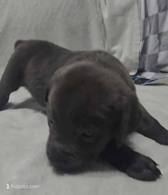 Red – Cane Corso puppy for sale in Nashport, OH