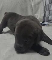 Red, a male Cane Corso for sale in Nashport, OH – 9 of 10