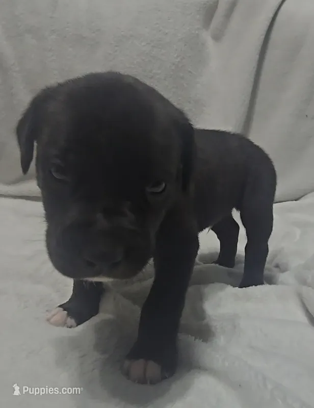 Gray – Cane Corso puppy for sale in Nashport, OH