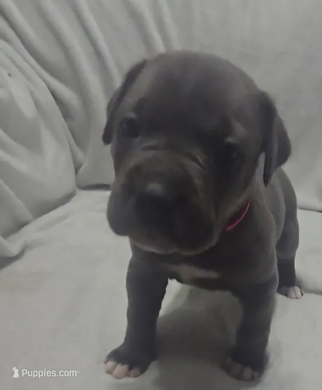 Pink – Cane Corso puppy on hold in Nashport, OH