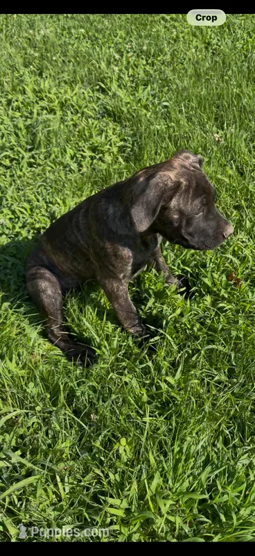 Purple – Cane Corso puppy for sale in Nashport, OH