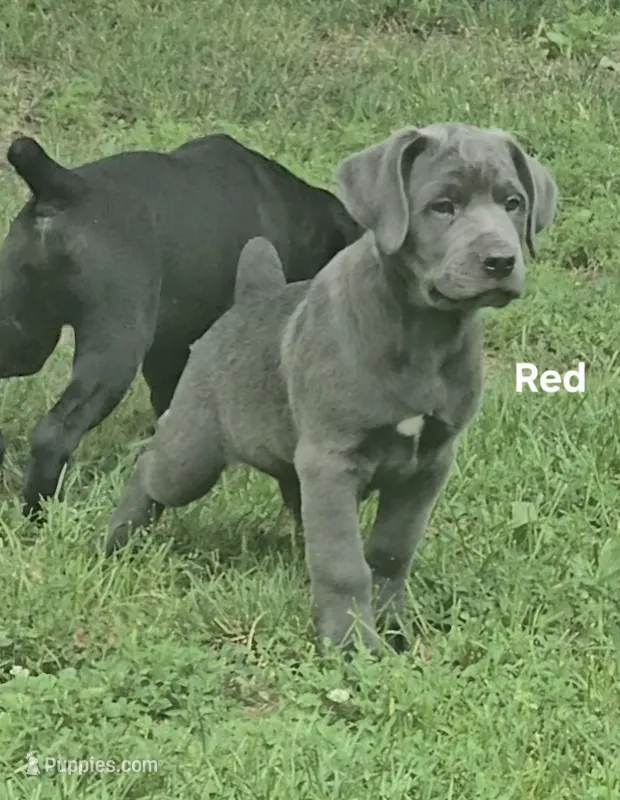 Red – Cane Corso puppy for sale in Nashport, OH