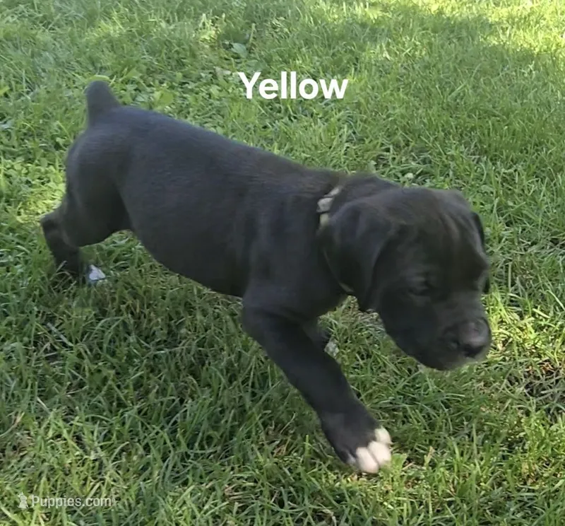 Yellow – Cane Corso puppy for sale in Nashport, OH