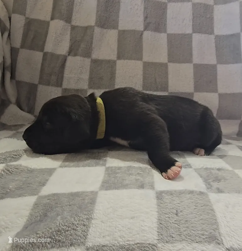 Yellow – Cane Corso puppy for sale in Nashport, OH