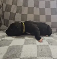 Yellow, a male Cane Corso for sale in Nashport, OH – 4 of 4