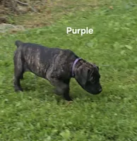 Purple, a female Cane Corso for sale in Nashport, OH – 2 of 10