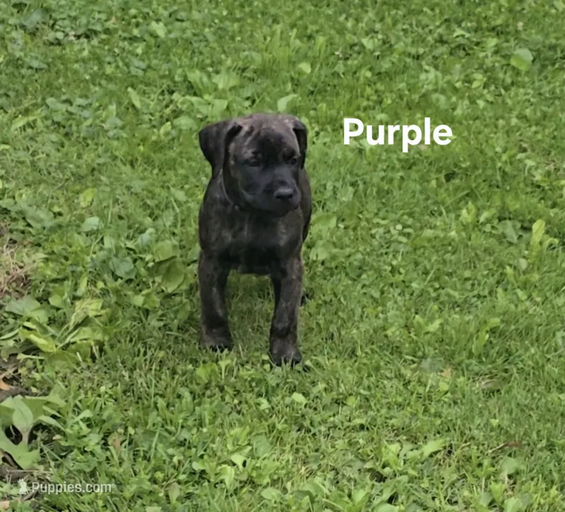 Purple – Cane Corso puppy for sale in Nashport, OH
