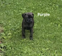 Purple, a female Cane Corso for sale in Nashport, OH – 1 of 10