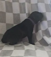 Purple , a female Cane Corso for sale in Nashport, OH – 3 of 3