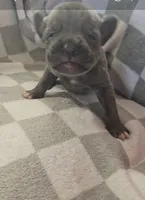 Blue, a male Cane Corso for sale in Nashport, OH – 2 of 4