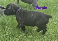 Purple, a female Cane Corso for sale in Nashport, OH – 8 of 10