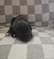 Gray, a male Cane Corso for sale in Nashport, OH – 3 of 3