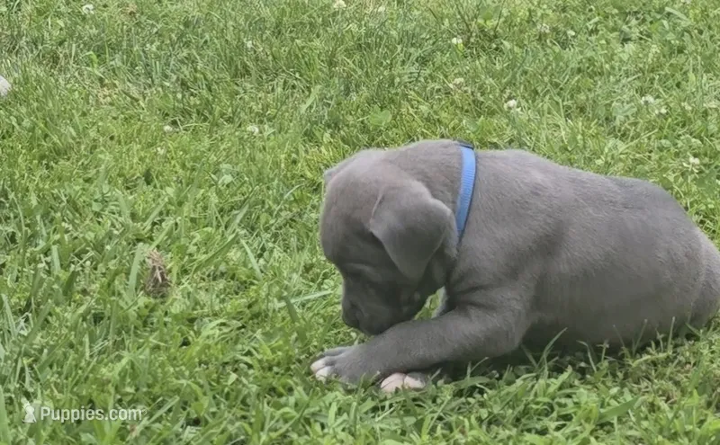 Blue – Cane Corso puppy on hold in Nashport, OH