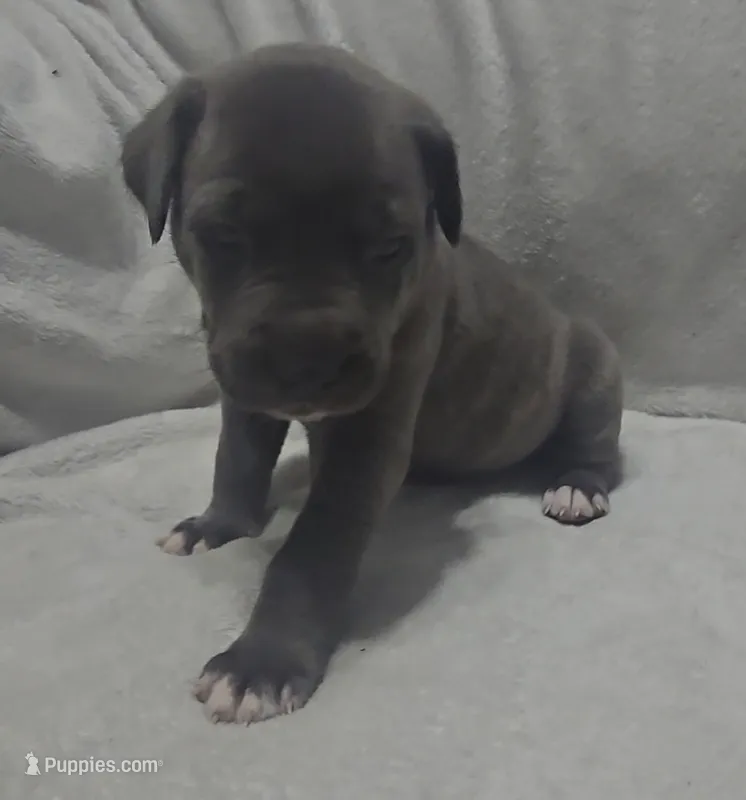 Black – Cane Corso puppy on hold in Nashport, OH