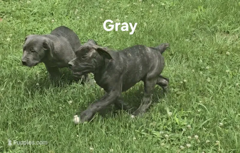 Gray – Cane Corso puppy for sale in Nashport, OH