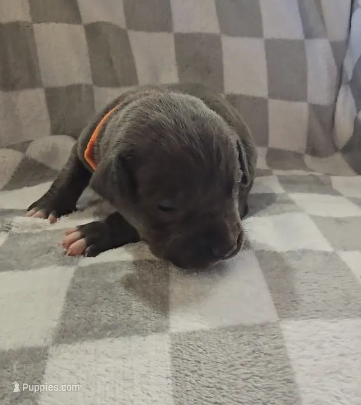 Orange – Cane Corso puppy for sale in Nashport, OH