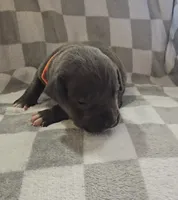 Orange, a male Cane Corso for sale in Nashport, OH – 1 of 4
