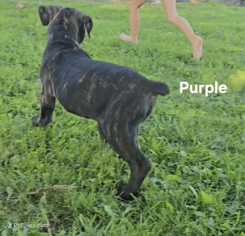 Purple – Cane Corso puppy for sale in Nashport, OH