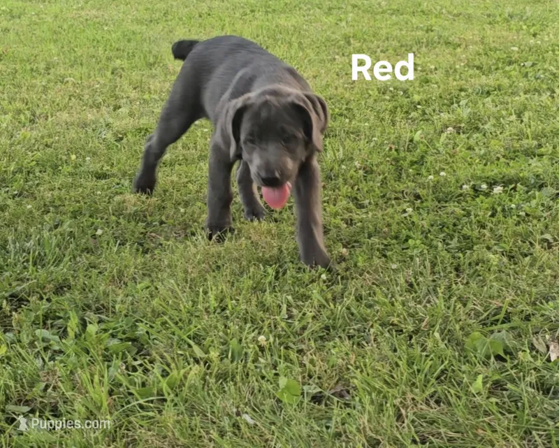 Red – Cane Corso puppy for sale in Nashport, OH