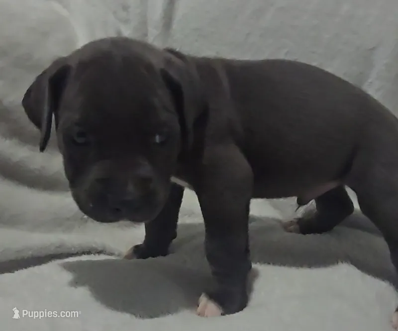 Orange – Cane Corso puppy on hold in Nashport, OH
