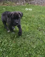 Gray, a male Cane Corso for sale in Nashport, OH – 2 of 9