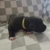 Yellow, a male Cane Corso for sale in Nashport, OH – 3 of 4