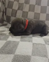 Red, a male Cane Corso for sale in Nashport, OH – 2 of 4