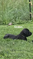 Green, a male Cane Corso for sale in Nashport, OH – 2 of 10