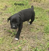 Green, a male Cane Corso for sale in Nashport, OH – 6 of 10