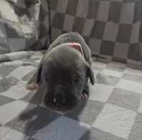 Pink, a female Cane Corso for sale in Nashport, OH – 4 of 4