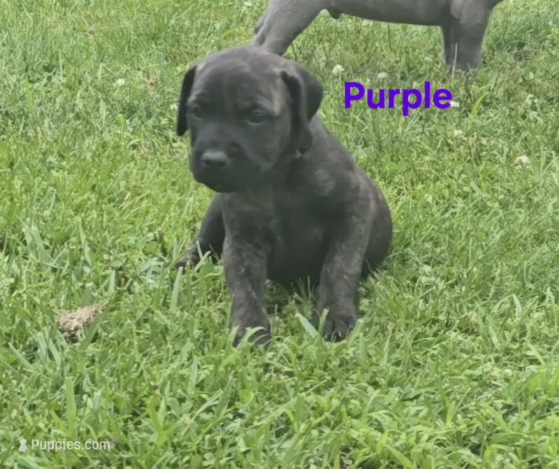 Purple  – Cane Corso puppy for sale in Nashport, OH