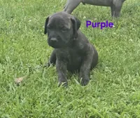 Purple, a female Cane Corso for sale in Nashport, OH – 6 of 10