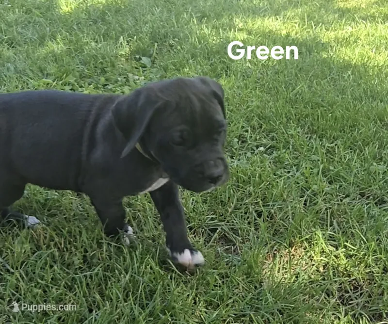 Green – Cane Corso puppy for sale in Nashport, OH